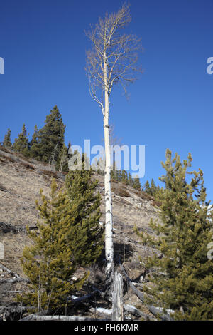 Cielo blu e betulla sul Lago Minnewanka Trail in Banff Foto Stock