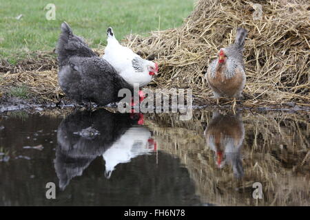 Tre galline intorno a una pozza di 3 diverse razze, luce Sussex ,sikie e uno scuro,con reelections, nella parte anteriore di un heap muck Foto Stock