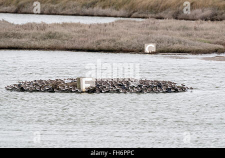 Un gregge di principalmente Dunlin (Calidris alpina) Dormire a Leigh on Sea Foto Stock