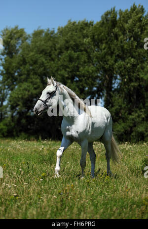 White Horse orlov trotter eseguire galoppo in estate Foto Stock