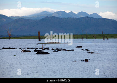 Udawalawe parco nazionale dello Sri Lanka Foto Stock