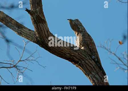 Ben mimetizzata grande Potoo (Nyctibius grandis) su un albero, Pantanal, Mato Grosso, Brasile Foto Stock