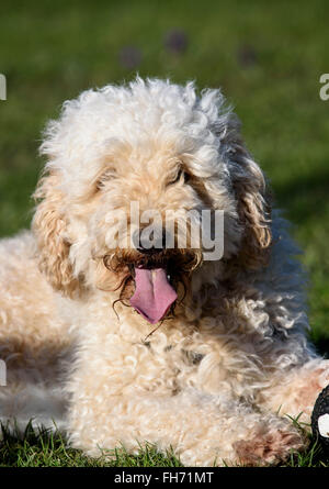 Color albicocca hairy labradoodle cane sdraiati sull'erba Foto Stock