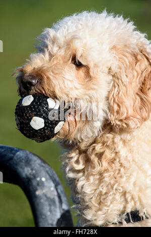 Color albicocca hairy labradoodle tenendo un bianco e nero palla in bocca Foto Stock