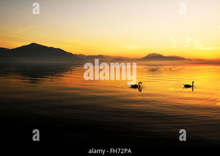 Cigno (Cygnus olor) al tramonto dietro le montagne Rigi e Pilatus, Lago di Zugo, cantone di Zug, Svizzera Foto Stock