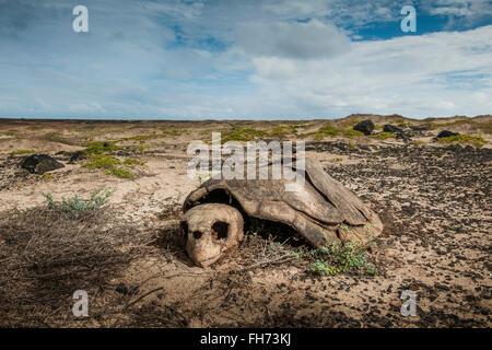 Lo scheletro di una tartaruga Caretta caretta, bracconaggio, Isola di Sal, Capo Verde Isole di Capo Verde Foto Stock