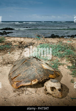 Lo scheletro di una tartaruga Caretta caretta, bracconaggio, Isola di Sal, Capo Verde Isole di Capo Verde Foto Stock