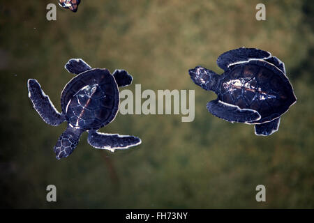 Turtle Hatchery vicino a Galle, Sri Lanka Foto Stock