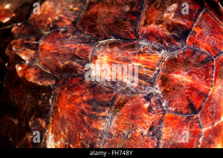 Turtle Hatchery vicino a Galle, Sri Lanka Foto Stock