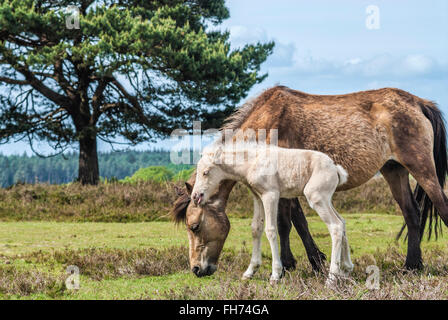 Half Wild New Forest Pony Mare con il suo nemico al New Forest Wildlife Park vicino Lyndhurst, Inghilterra sudorientale Foto Stock