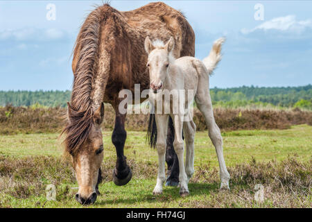Half Wild New Forest Pony Mare con il suo nemico al New Forest Wildlife Park vicino Lyndhurst, Inghilterra sudorientale Foto Stock