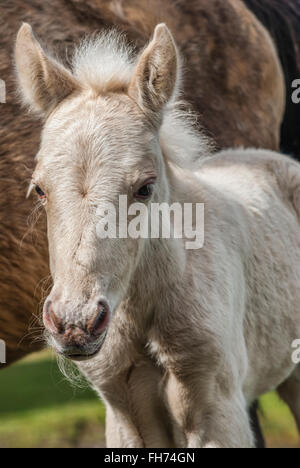 Wild New Forest Foal al New Forest Wildlife Park vicino a Lyndhurst, Inghilterra sudorientale Foto Stock