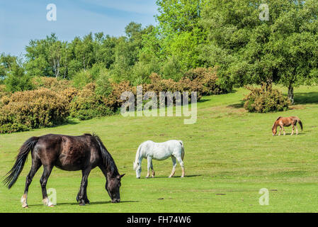 Half Wild New Forest ponies presso il New Forest Wildlife Park vicino a Lyndhurst, nel sud-est dell'Inghilterra. Foto Stock