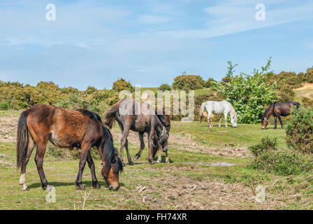 Half Wild New Forest ponies presso il New Forest Wildlife Park vicino a Lyndhurst, nel sud-est dell'Inghilterra. Foto Stock