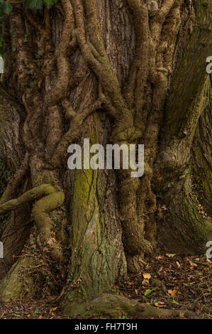 Radici di un antico albero ricoperta da radici di edera Foto Stock