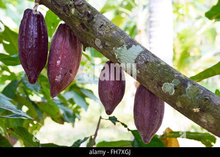 Coltivazione del cacao in ben tre province, Vietnam Foto Stock