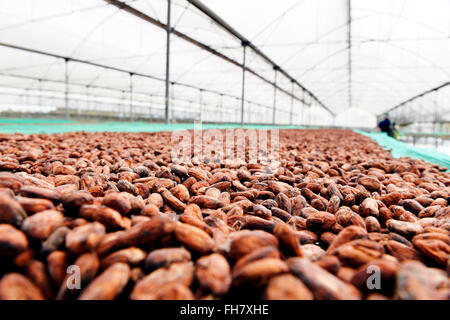 Coltivazione del cacao in ben tre province, Vietnam Foto Stock