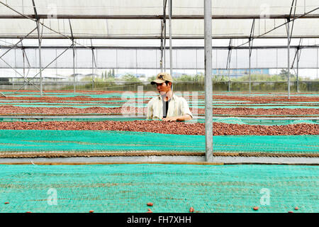 Coltivazione del cacao in ben tre province, Vietnam Foto Stock