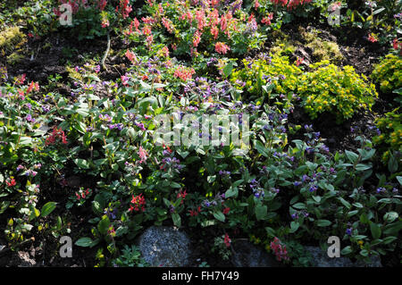 A stretta lasciava lungwort Foto Stock