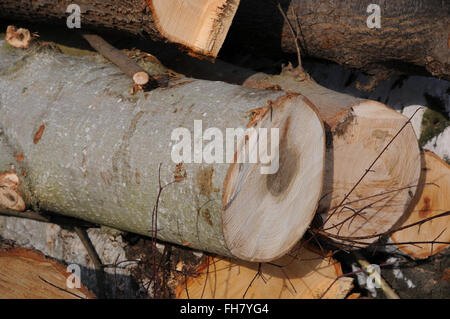 Balsamo del legno di pioppo, legno Foto Stock