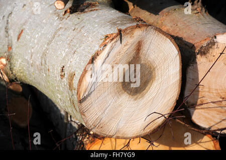 Balsamo del legno di pioppo, legno Foto Stock