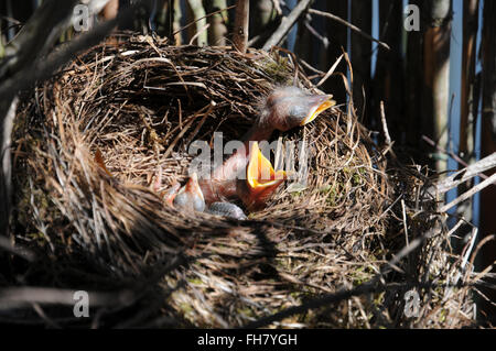 Turdus merula, merlo, nido di uccelli giovani Foto Stock