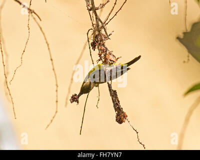 Una femmina di oliva-backed Sunbird nidificazione in un giardino nella periferia della città di Bangkok Foto Stock