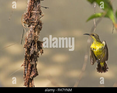 Una femmina di oliva-backed Sunbird nidificazione in un giardino nella periferia della città di Bangkok Foto Stock