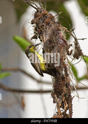 Una femmina di oliva-backed Sunbird nidificazione in un giardino nella periferia della città di Bangkok Foto Stock