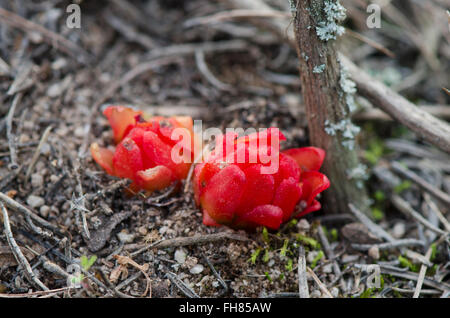 Cytinus hypocistis, ant-impollinata specie, pianta parassita. Andalusia, Spagna. Foto Stock