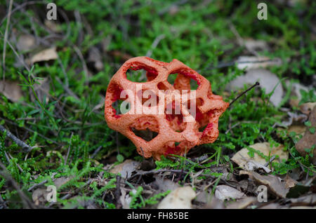 Fungo Clathrus ruber, tralicciati stinkhorn, basket stinkhorn, rosso gabbia, fungo, Andalusia, Spagna. Foto Stock