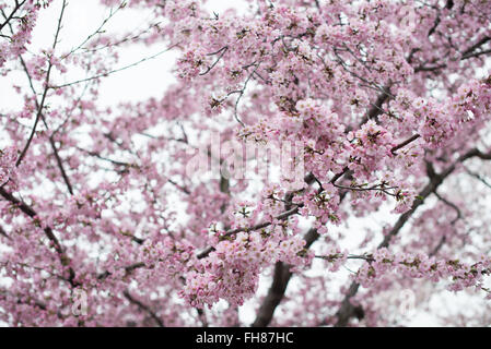 Fiori di ciliegio a Washington DC | WASHINGTON D.C., Stati Uniti — Dense grappoli di fiori di ciliegio rosa riempiono la chioma di un albero vicino al Tidal Basin, il loro colore e abbondanza tipici di una varietà piantata ben oltre il boschetto Yoshino. I ciliegi in fiore del Tidal Basin discendono da un dono di 3.020 alberi della città di Tokyo del 1912, celebrato ogni primavera durante il Festival nazionale dei fiori di ciliegio. Foto Stock