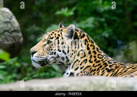 Close up spotted Jaguar (Panthera onca) in lo Zoo di Edimburgo, Scozia Foto Stock
