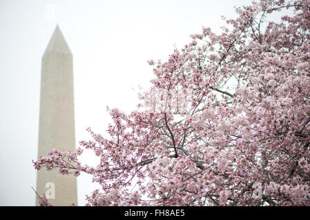 WASHINGTON DC, Stati Uniti - i ciliegi di Washington DC fioriscono intorno al bacino delle maree, con il monumento a Washington sullo sfondo. Foto Stock