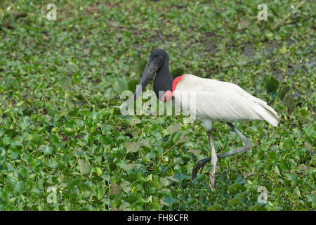 Jabiru Aeroporto (Jabiru Aeroporto mycteria), Pantanal, Mato Grosso, Brasile Foto Stock