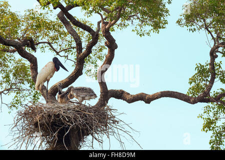 Jabiru Aeroporto (Jabiru Aeroporto mycteria) con due pulcini nel nido, Pantanal, Mato Grosso, Brasile Foto Stock