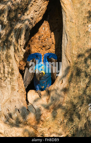 Ara Giacinto (Anodorhynchus hyacinthinus) nella propria struttura Nido, Pantanal, Mato Grosso, Brasile Foto Stock