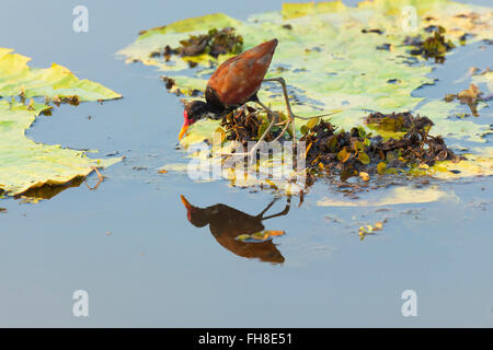 Wattled Jacana (Jacana jacana) camminando su un Victoria ninfee lasciare, Pantanal, Mato Grosso, Brasile Foto Stock