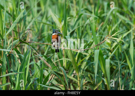 Green Kingfisher (Chloroceryle Americana), Pantanal, Mato Grosso, Brasile Foto Stock