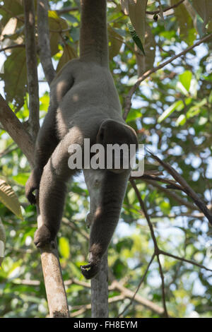 Brown lanosi scimmia noto anche come Comune lanosi scimmia o Humboldt's lanosi scimmia (Lagothrix lagotricha) Brasile Foto Stock