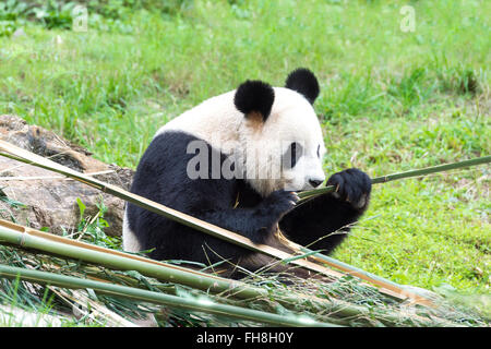 Panda gigante (Ailuropoda melanoleuca) mangiando bambù, Cina conservazione e centro di ricerca per la Panda Giganti, Cina Foto Stock