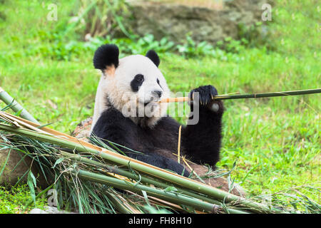 Panda gigante (Ailuropoda melanoleuca) mangiando bambù, Cina conservazione e centro di ricerca per la Panda Giganti, Chengdu Foto Stock