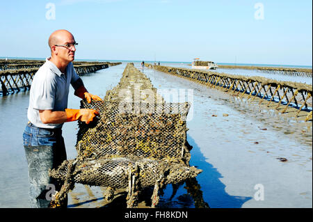 Oyster bed a Cancale, Parc Saint-Curber, Francia Foto Stock