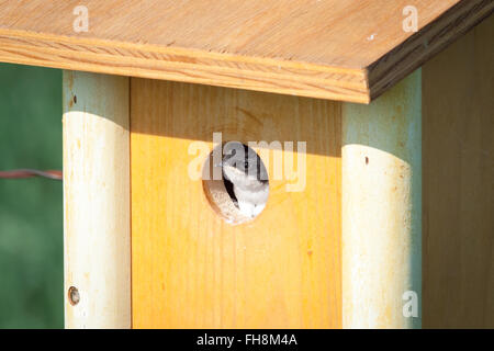 Un simpatico tree swallow (Tachycineta bicolor) annidato picchi al di fuori di un foro nestbox al Lago Beaverhill, Alberta, Canada. Foto Stock