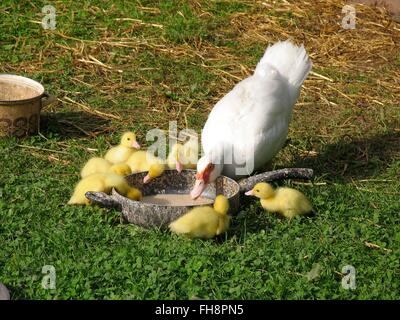 Una madre di anatra con i suoi anatroccoli. Le verruche Anatre hanno un particolarmente sottile e carne magra. Sono in grado di volare bene se non sono frenati. Michelsrombach, Hesse, Germania, Europa Data: 23 giugno 2012 Foto Stock