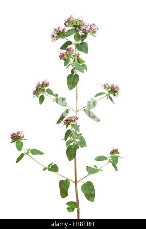 Fioritura fresca origano isolati su sfondo bianco Foto Stock
