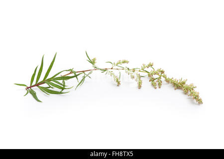 Rametto fresco od Artemisia, Artemisia vulgaris, la medicina di erbe su sfondo bianco Foto Stock