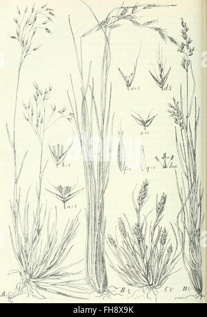 Un lavoro tedesco del 1910 sul mondo vegetale dell'Africa, incentrato sulle regioni tropicali e sulla distribuzione e le piante caratteristiche dell'Africa Foto Stock