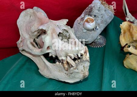 Sea Wolf cranio - Mercato di PAITA. Dipartimento di Piura .PERÙ Foto Stock