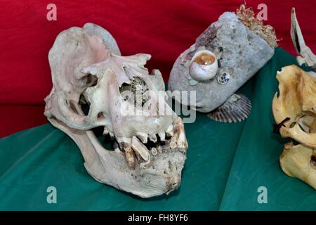 Sea Wolf cranio - Mercato di PAITA. Dipartimento di Piura .PERÙ Foto Stock